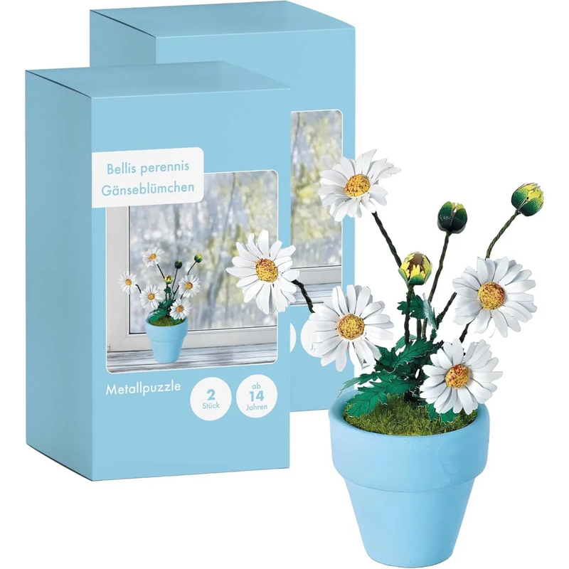 SEE11691 K20805 - Gaensebluemchen _Iron Star_ 1